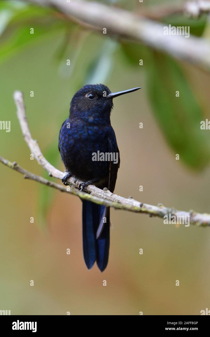 Eine königliche Sunangel hummingbird en Peru's Alto Mayo Schutz Wald Stockfoto