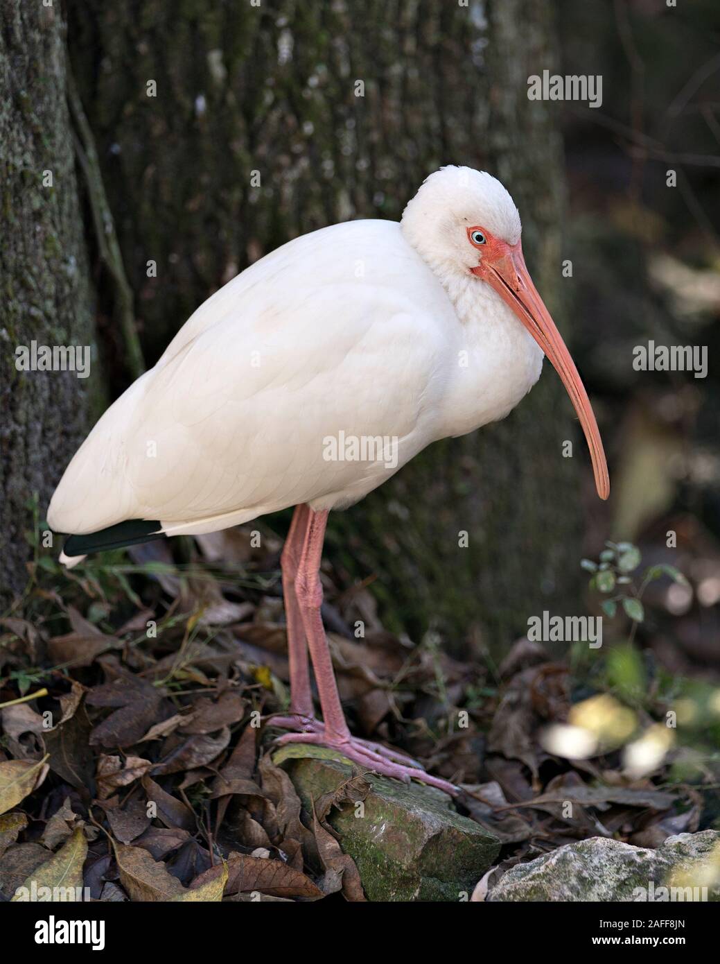 White Ibis Vogel in der Nähe Profil ansehen steht auf einem Felsen mit Hintergrund, Anzeigen langer Schnabel, weißes Gefieder, weißen Körper, roten Beine in seiner Umwelt Stockfoto White Ibis Vogel in der Nähe Profil ansehen steht auf einem Felsen mit Hintergrund, Anzeigen langer Schnabel, weißes Gefieder, weißen Körper, roten Beine in seiner Umwelt Stockfoto