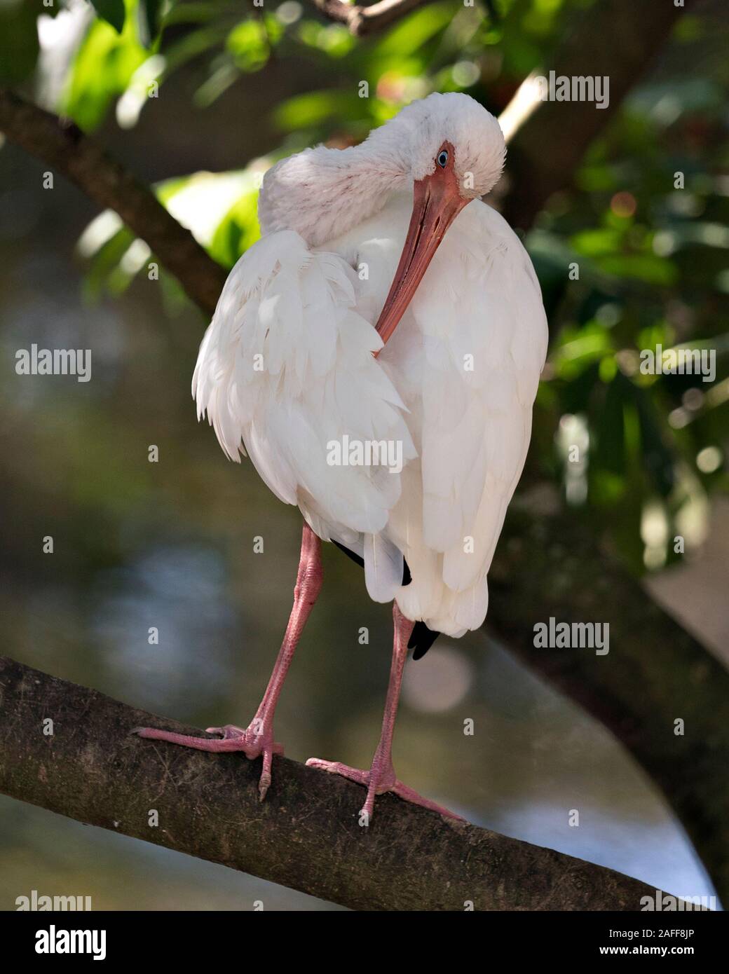 White Ibis Vogel close-up Profil anzeigen Mit bokeh Hintergrund Anzeigen langer Schnabel thront, weißes Gefieder, weißen Körper, rote Beine in seine Umwelt und Stockfoto White Ibis Vogel close-up Profil anzeigen Mit bokeh Hintergrund Anzeigen langer Schnabel thront, weißes Gefieder, weißen Körper, rote Beine in seine Umwelt und Stockfoto
