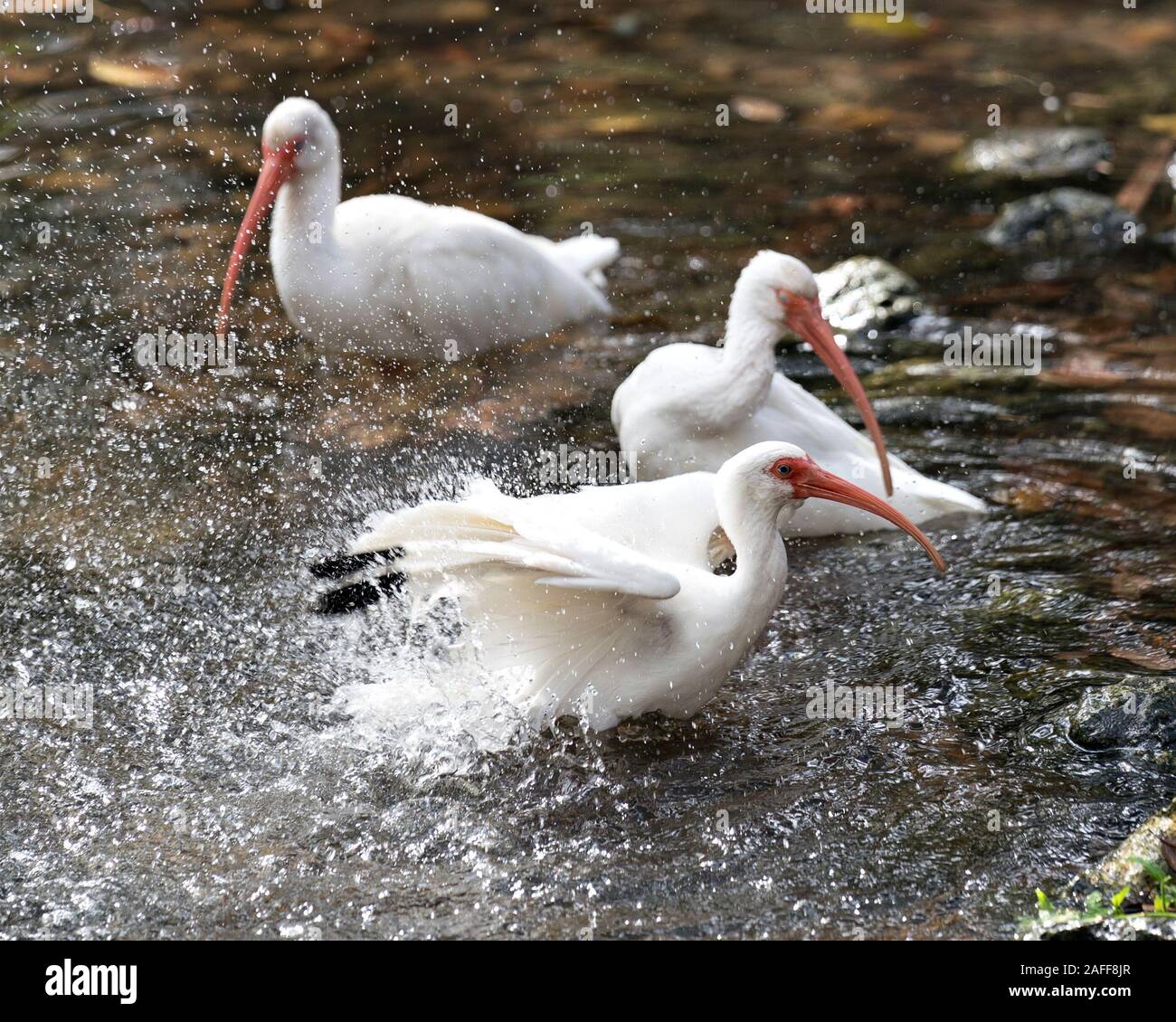 White Ibis Vogel in der Nähe Profil ansehen steht auf einem Felsen mit Rock und Laub Hintergrund und Vordergrund Anzeigen langer Schnabel, weißes Gefieder, weiß b Stockfoto White Ibis Vogel in der Nähe Profil ansehen steht auf einem Felsen mit Rock und Laub Hintergrund und Vordergrund Anzeigen langer Schnabel, weißes Gefieder, weiß b Stockfoto