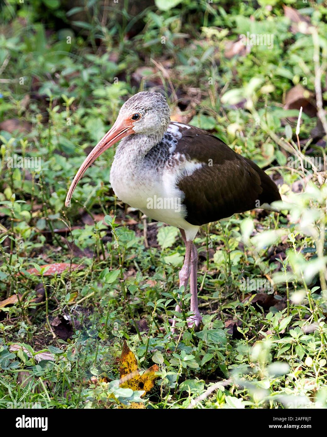White Ibis juvenile Vogel close-up Profil anzeigen stehen im Laub Hintergrund und Vordergrund Anzeigen langer Schnabel, langen, weißen und braunen Federn Stockfoto White Ibis juvenile Vogel close-up Profil anzeigen stehen im Laub Hintergrund und Vordergrund Anzeigen langer Schnabel, langen, weißen und braunen Federn Stockfoto