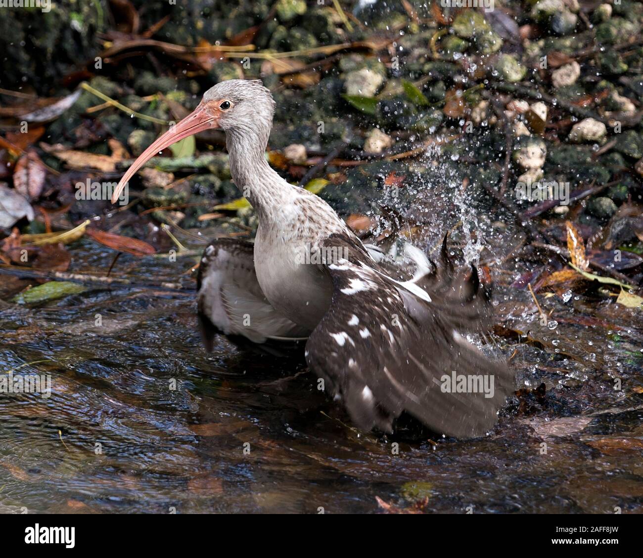 White Ibis juvenile Vogel close-up Profil anzeigen im Wasser mit Spritzwasser Hintergrund Anzeigen langer Schnabel, Weiß und tan Federn Farben in t Stockfoto White Ibis juvenile Vogel close-up Profil anzeigen im Wasser mit Spritzwasser Hintergrund Anzeigen langer Schnabel, Weiß und tan Federn Farben in t Stockfoto