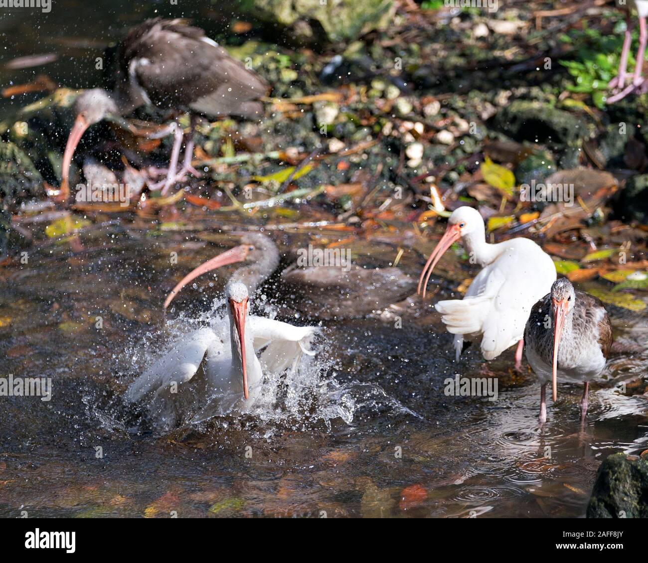 White Ibis Vögel close-up Profil anzeigen im Wasser, Baden Anzeigen langer Schnabel, weißes Gefieder, weißen Körper, rote Beine in seine Umwelt und umge Stockfoto White Ibis Vögel close-up Profil anzeigen im Wasser, Baden Anzeigen langer Schnabel, weißes Gefieder, weißen Körper, rote Beine in seine Umwelt und umge Stockfoto