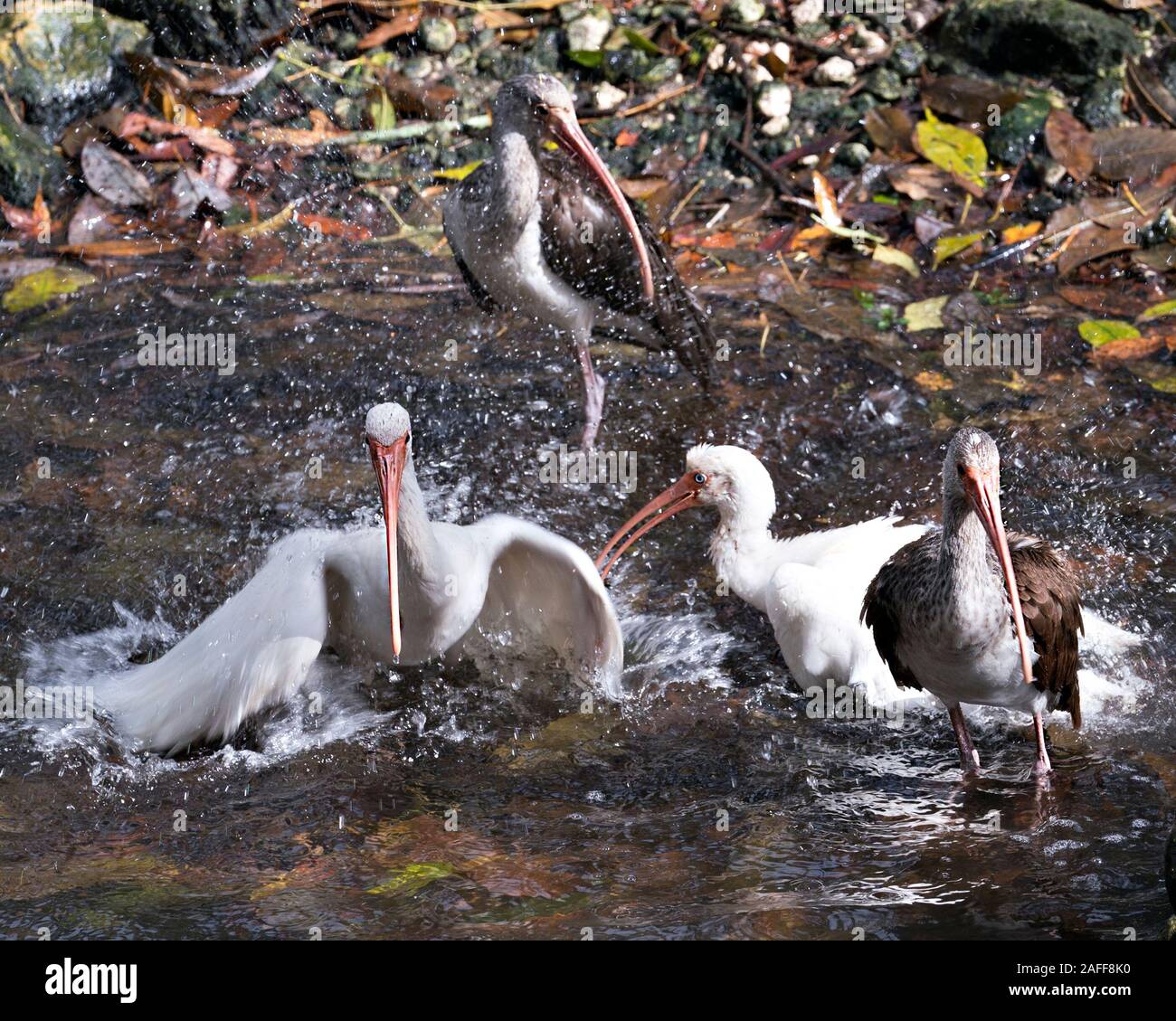 White Ibis Vögel close-up Profil anzeigen im Wasser, Baden Anzeigen langer Schnabel, weißes Gefieder, weißen Körper, rote Beine in seine Umwelt und umge Stockfoto White Ibis Vögel close-up Profil anzeigen im Wasser, Baden Anzeigen langer Schnabel, weißes Gefieder, weißen Körper, rote Beine in seine Umwelt und umge Stockfoto