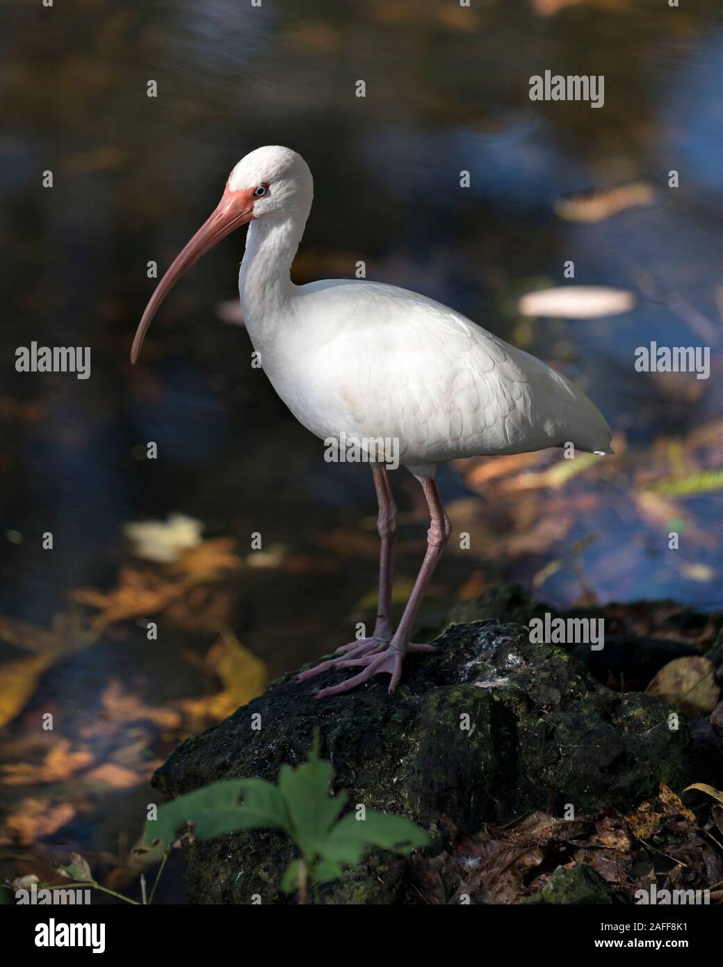 White Ibis Vogel in der Nähe Profil ansehen steht auf einem Felsen bokeh Hintergrund Anzeigen langer Schnabel, weißes Gefieder, weiße Federn, weißen Körper, roten Beinen ich Stockfoto White Ibis Vogel in der Nähe Profil ansehen steht auf einem Felsen bokeh Hintergrund Anzeigen langer Schnabel, weißes Gefieder, weiße Federn, weißen Körper, roten Beinen ich Stockfoto