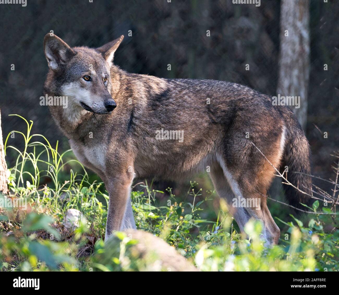 Wolf Red Wolf zu Fuß in das Feld mit einer Nahaufnahme Profil anzeigen ihrer Körper, Kopf, Ohren, Augen, Nase und Pfoten mit Laub Vordergrund und Bokeh backgro Stockfoto