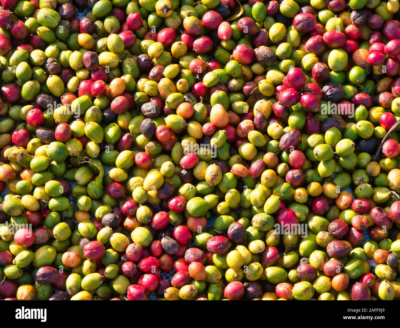Trocknen Kaffee Obst-/Kirschen in der Provinz Mondulkiri, Kambodscha. Stockfoto