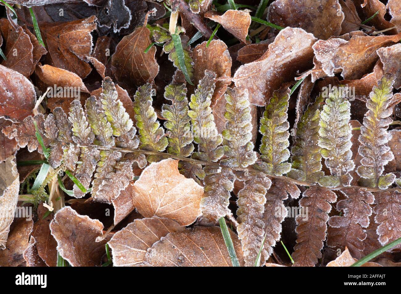 Ein Farn Blatt umgeben von verschiedenen Braune Blätter und Fallen in Frost Stockfoto