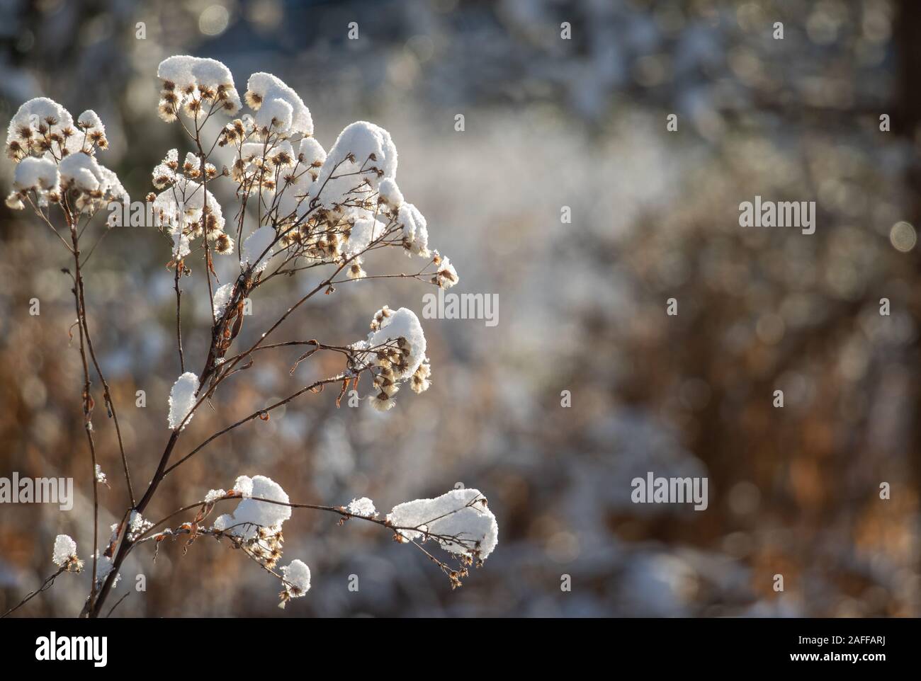 Frischer Schnee und Winter in Muskoka Stockfoto