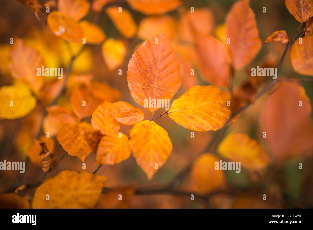Herbst, Herbst, Blätter Hintergrund. Ein Ast mit Blätter im Herbst einer Buche auf einem verschwommenen Hintergrund. Landschaft im Herbst Saison Stockfoto