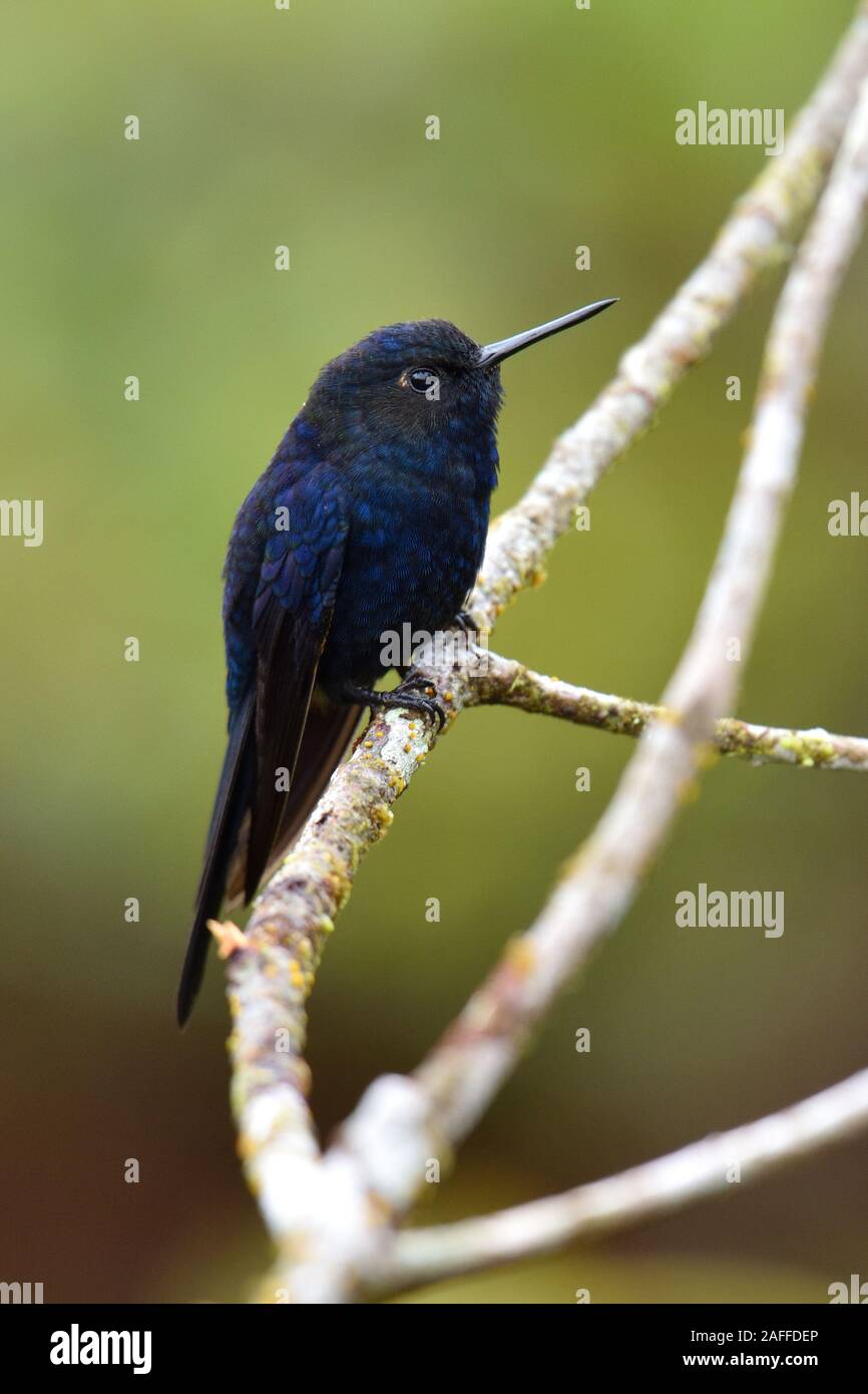Eine königliche Sunangel hummingbird en Peru's Alto Mayo Schutz Wald Stockfoto