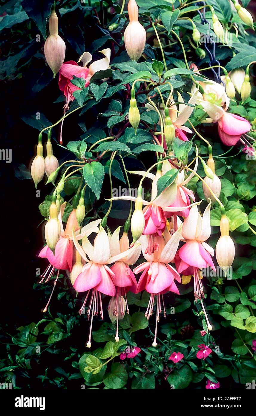 Nahaufnahme von Fuchsia Versuchung. Eine einzelne rosa und weißen trailing Laubbäume fuchsia mit buschigen Wuchs. Ideal für hängende Körbe und Behälter Stockfoto