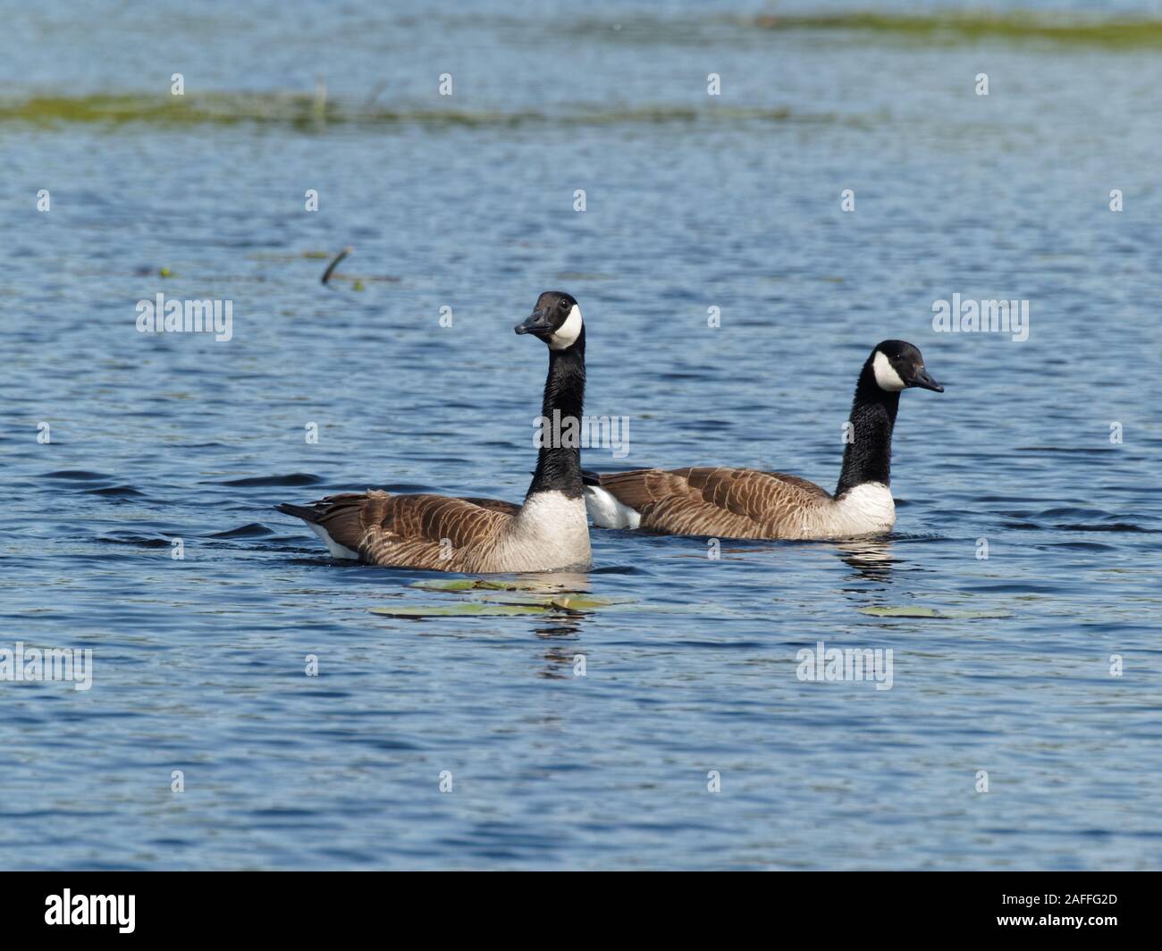 Quebec, Kanada. Ein paar der Kanada Gänse schwimmen in einem See Stockfoto