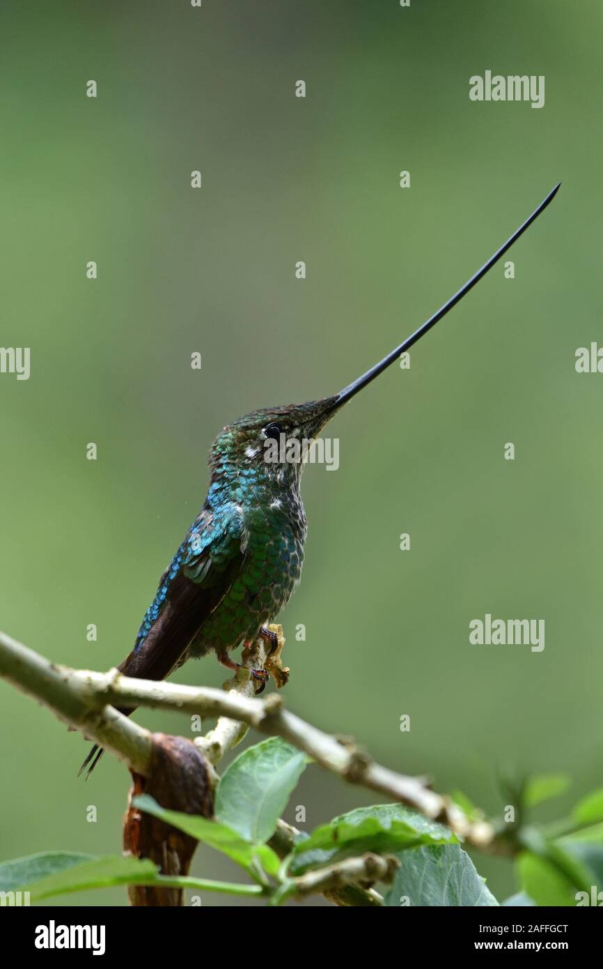 Schwert-billed Hummingbird in der Peruanischen Nebelwald Stockfoto