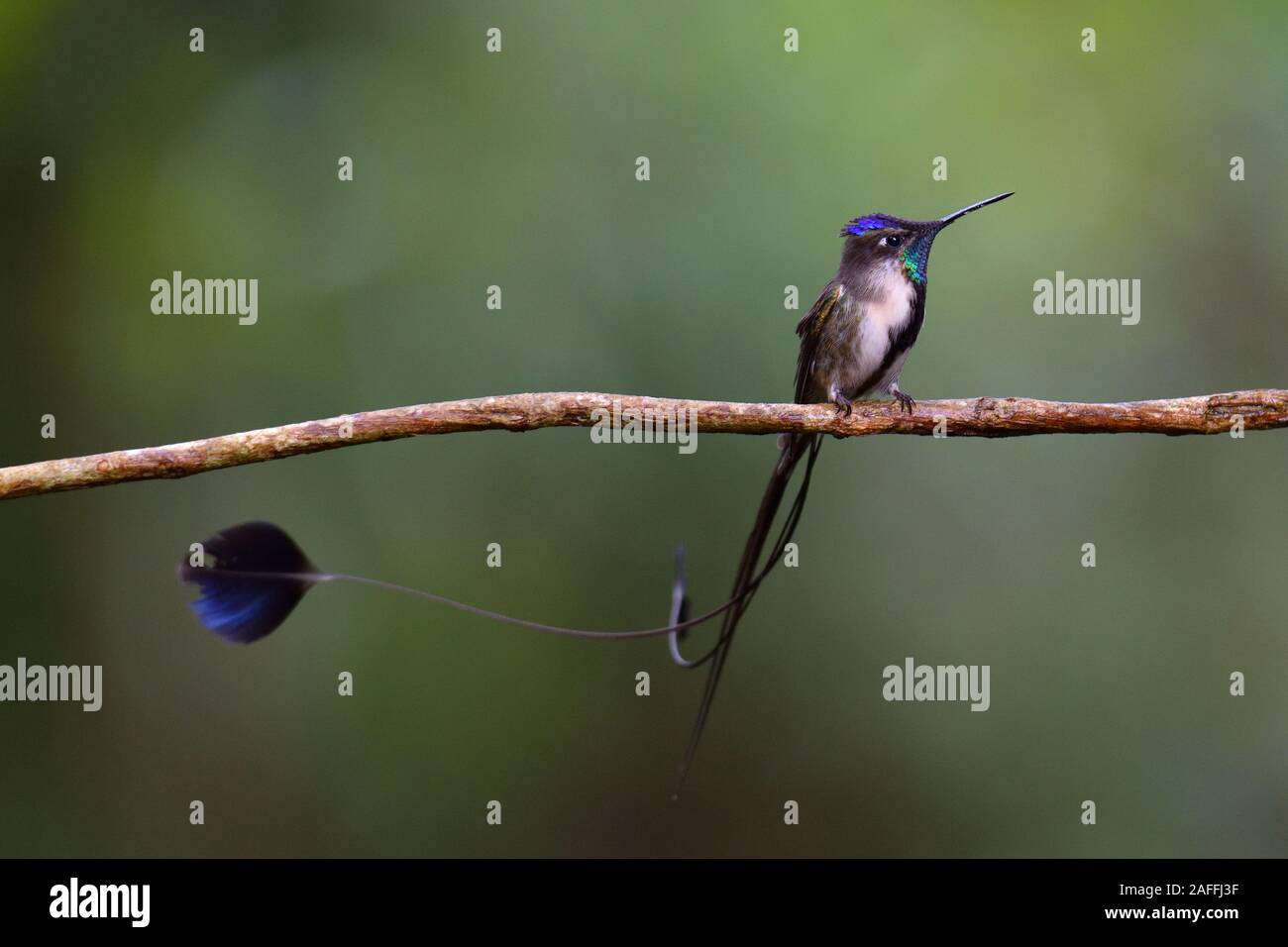 Eine wunderbare Spatuletail Kolibris die seltenen und spektakulären Kolibri in der Welt Stockfoto