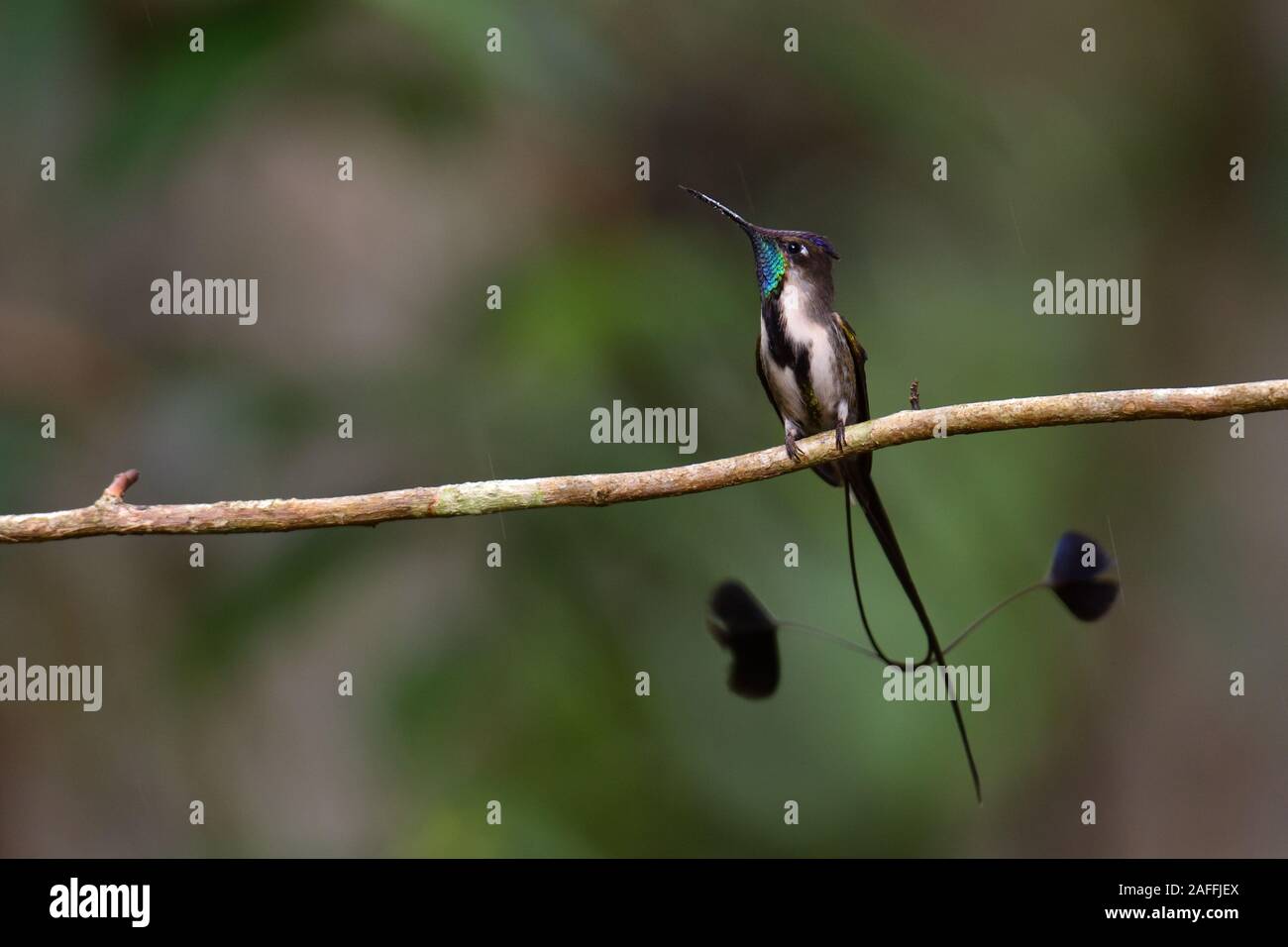 Eine wunderbare Spatuletail Kolibris die seltenen und spektakulären Kolibri in der Welt Stockfoto