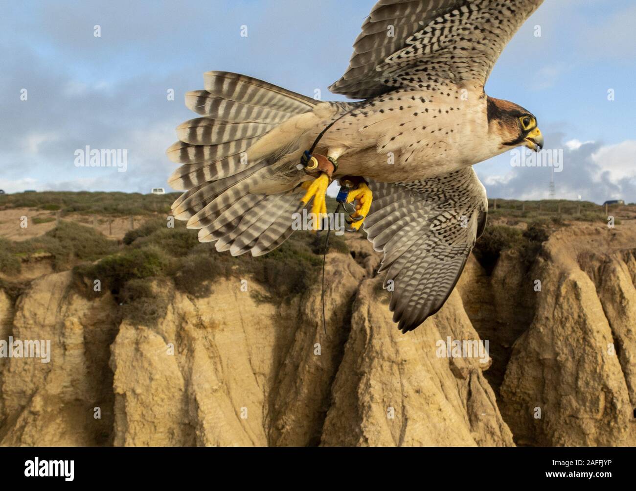 San Diego, Kalifornien, USA. 14 Dez, 2019. Ein Falke fliegt entlang der Küste über dem Schwarzen Strand in La Jolla während parahawking. Der ausgebildete frei fliegende Falcon, einer der schnellsten und Agilsten Piloten auf der Erde, führt Reiter und Paragliding Lehrer entlang der wunderschönen Küste Bluffs in einem unmotorized Ultraleichtflugzeuge. Credit: KC Alfred/ZUMA Draht/Alamy leben Nachrichten Stockfoto