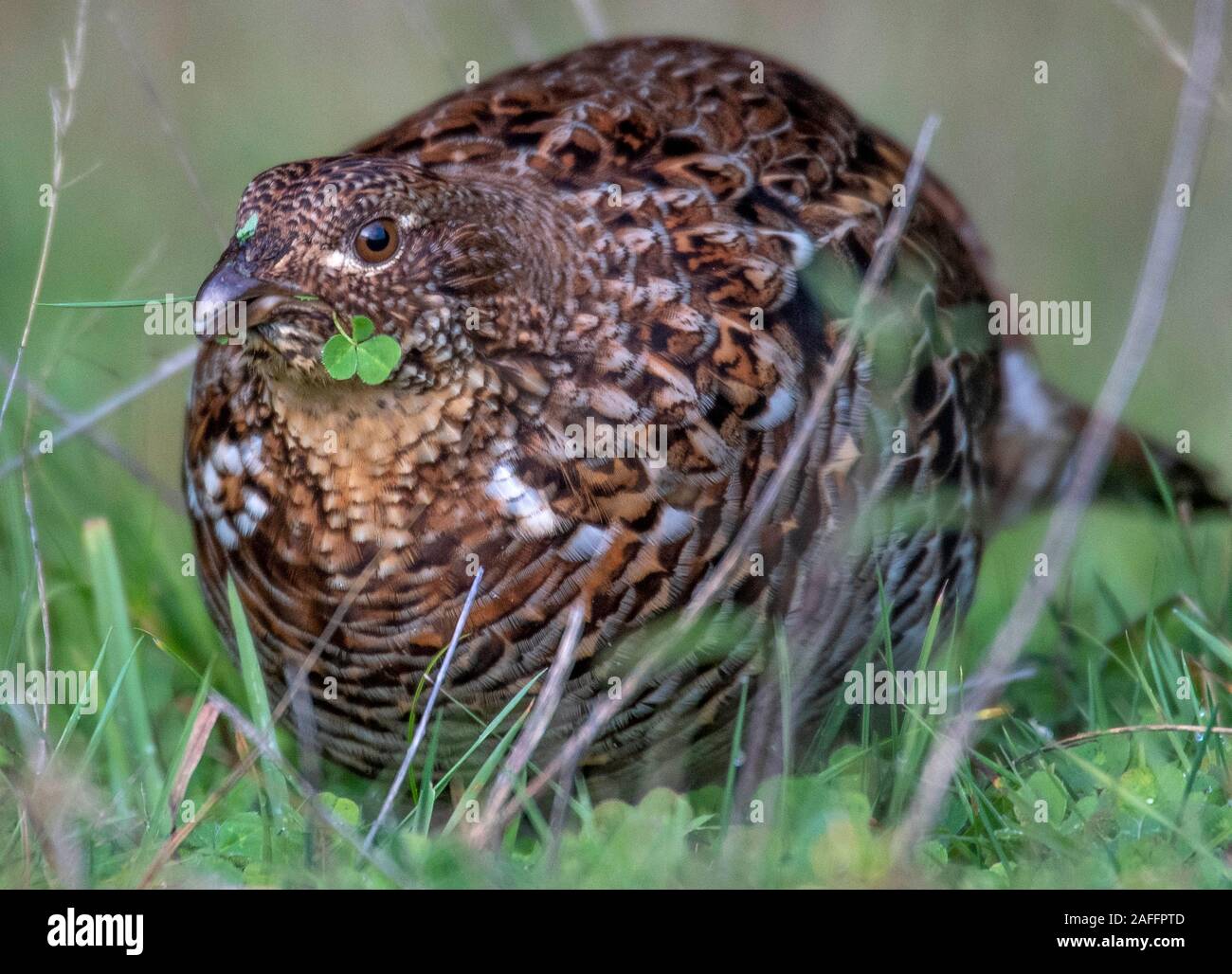 Elkton, Oregon, USA. 15 Dez, 2019. Eine wilde Vari grouse Feeds auf Klee in einem offenen Feld angrenzend an ein Waldgebiet in der Nähe Aschau im ländlichen Western Oregon. Regionale Spitznamen für den Vari grouse gehören gehören Schlagzeuger, prairie Huhn, und Donner - Huhn Credit: Robin Loznak/ZUMA Draht/Alamy leben Nachrichten Stockfoto