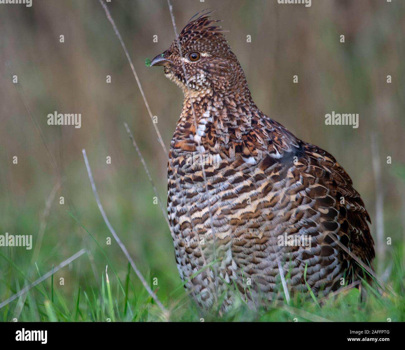 Elkton, Oregon, USA. 15 Dez, 2019. Eine wilde Vari grouse Feeds in einem offenen Feld angrenzend an ein Waldgebiet in der Nähe Aschau im ländlichen Western Oregon. Regionale Spitznamen für den Vari grouse gehören gehören Schlagzeuger, prairie Huhn, und Donner - Huhn Credit: Robin Loznak/ZUMA Draht/Alamy leben Nachrichten Stockfoto