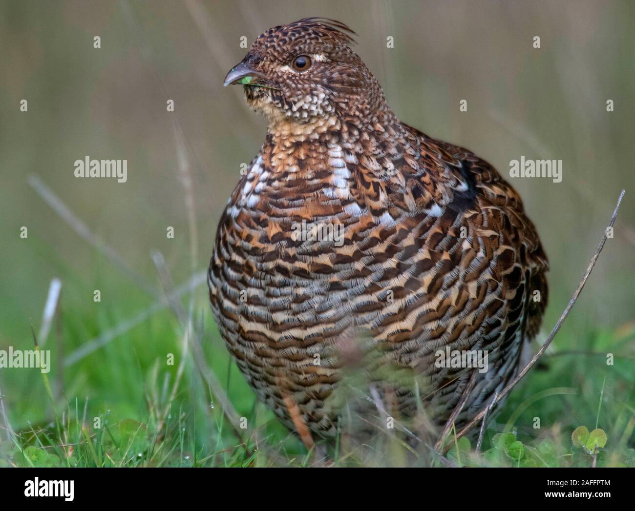 Elkton, Oregon, USA. 15 Dez, 2019. Eine wilde Vari grouse in einem offenen Feld angrenzend an ein Waldgebiet in der Nähe Aschau im ländlichen Western Oregon. Regionale Spitznamen für den Vari grouse gehören gehören Schlagzeuger, prairie Huhn, und Donner - Huhn Credit: Robin Loznak/ZUMA Draht/Alamy leben Nachrichten Stockfoto