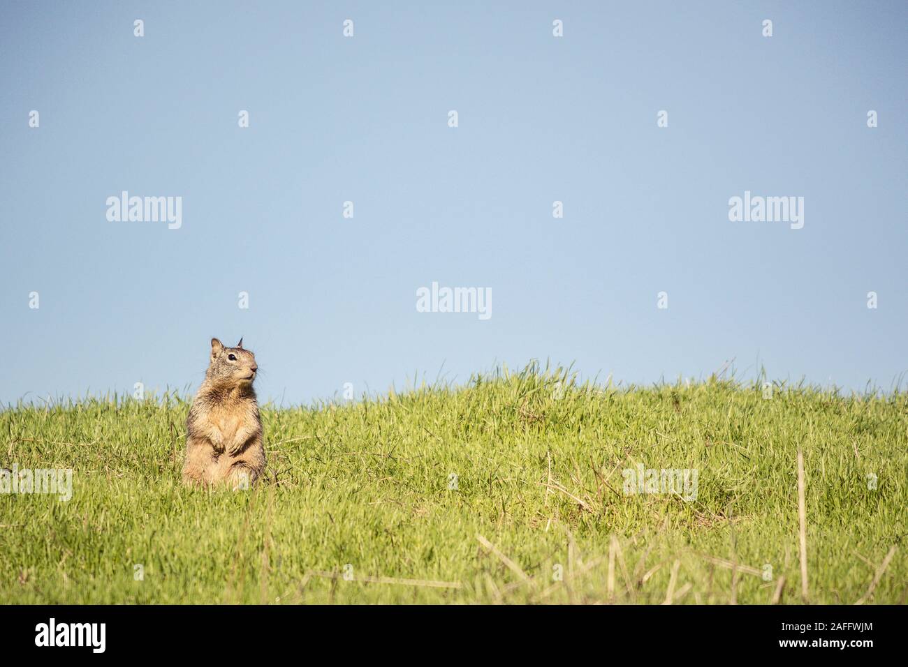 Kalifornien Erdhörnchen sitzen auf die Hinterbeine mit Pfoten erhöht sich auf der Seite. Blauer Himmel und grünes Gras. Stockfoto