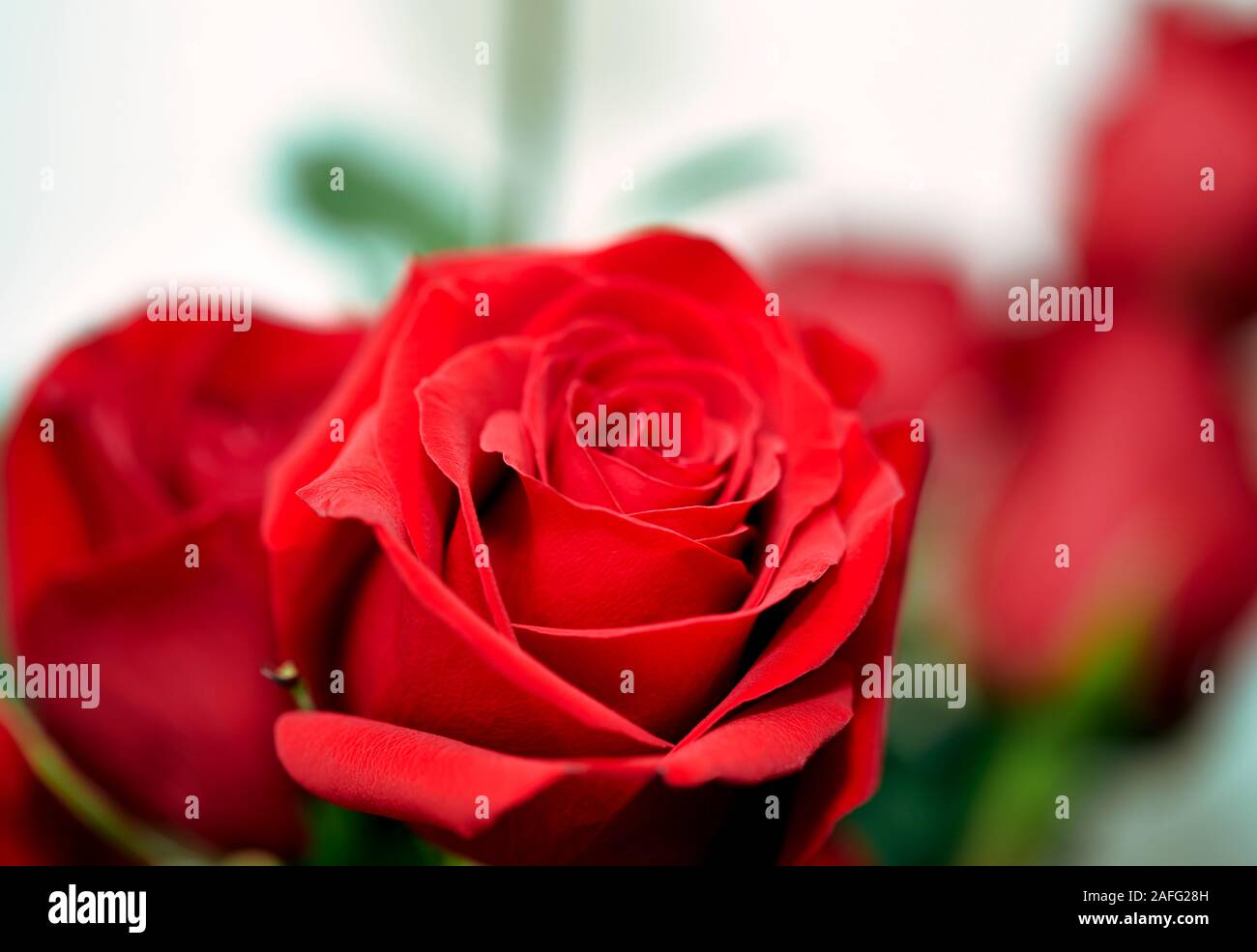Nahaufnahme von roten Rosen in einer Vase Stockfoto