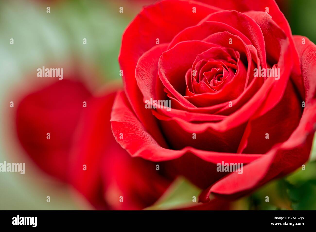 Nahaufnahme von roten Rosen in einer Vase Stockfoto
