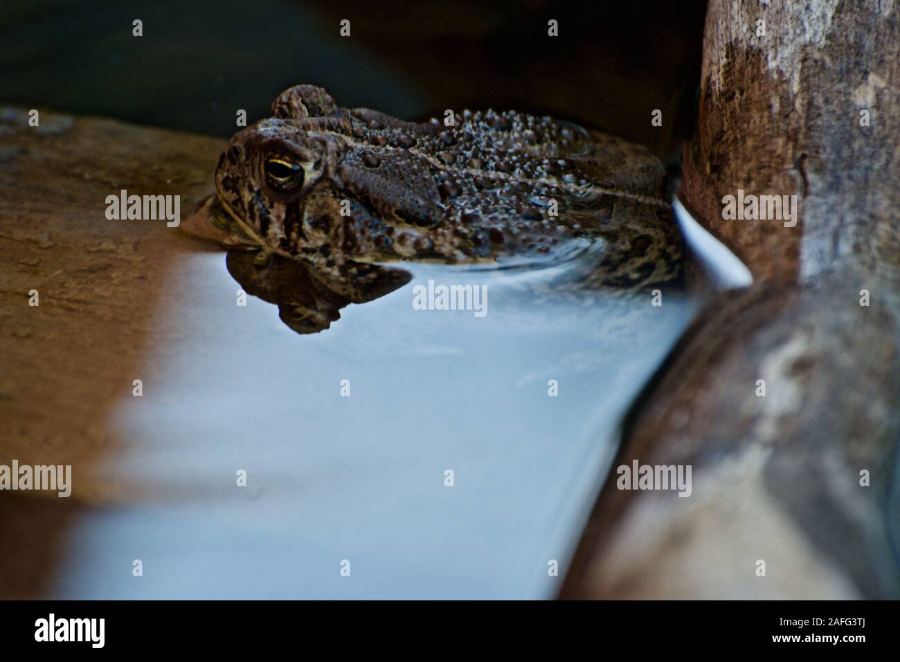Texas Spaten Footed Kröte einweichen, Texas Panhandle, Canyon, Texas Stockfoto