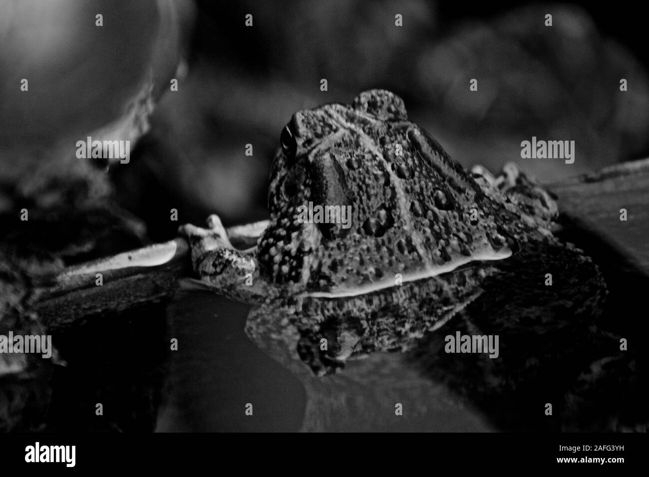 Texas Spaten Footed Kröte einweichen, Texas Panhandle, Canyon, Texas Stockfoto