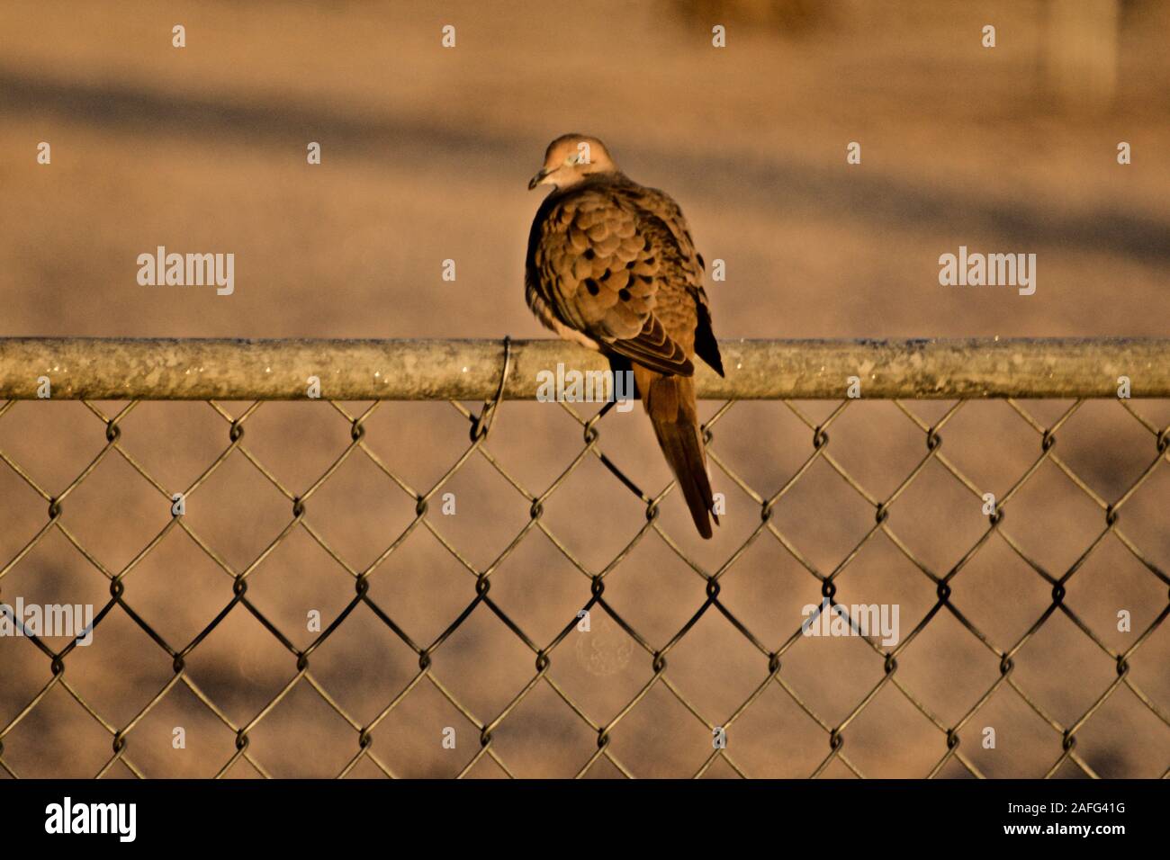 Morgen Taube, Lindsey City Park, Canyon, Texas. Stockfoto