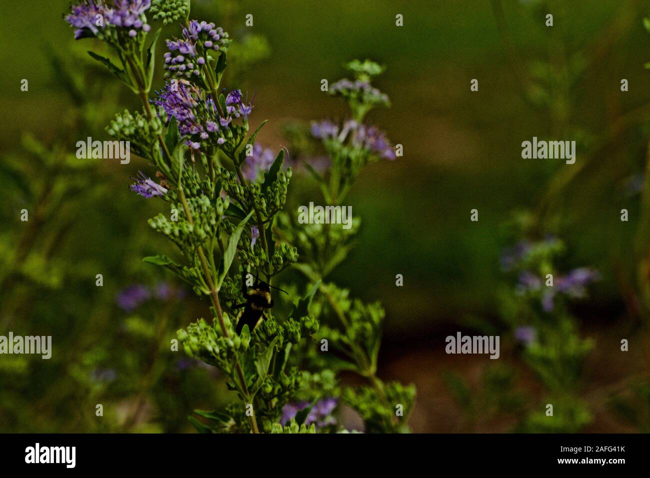 Bumble Bee Pollen sammeln, Canyon, Texas Stockfoto