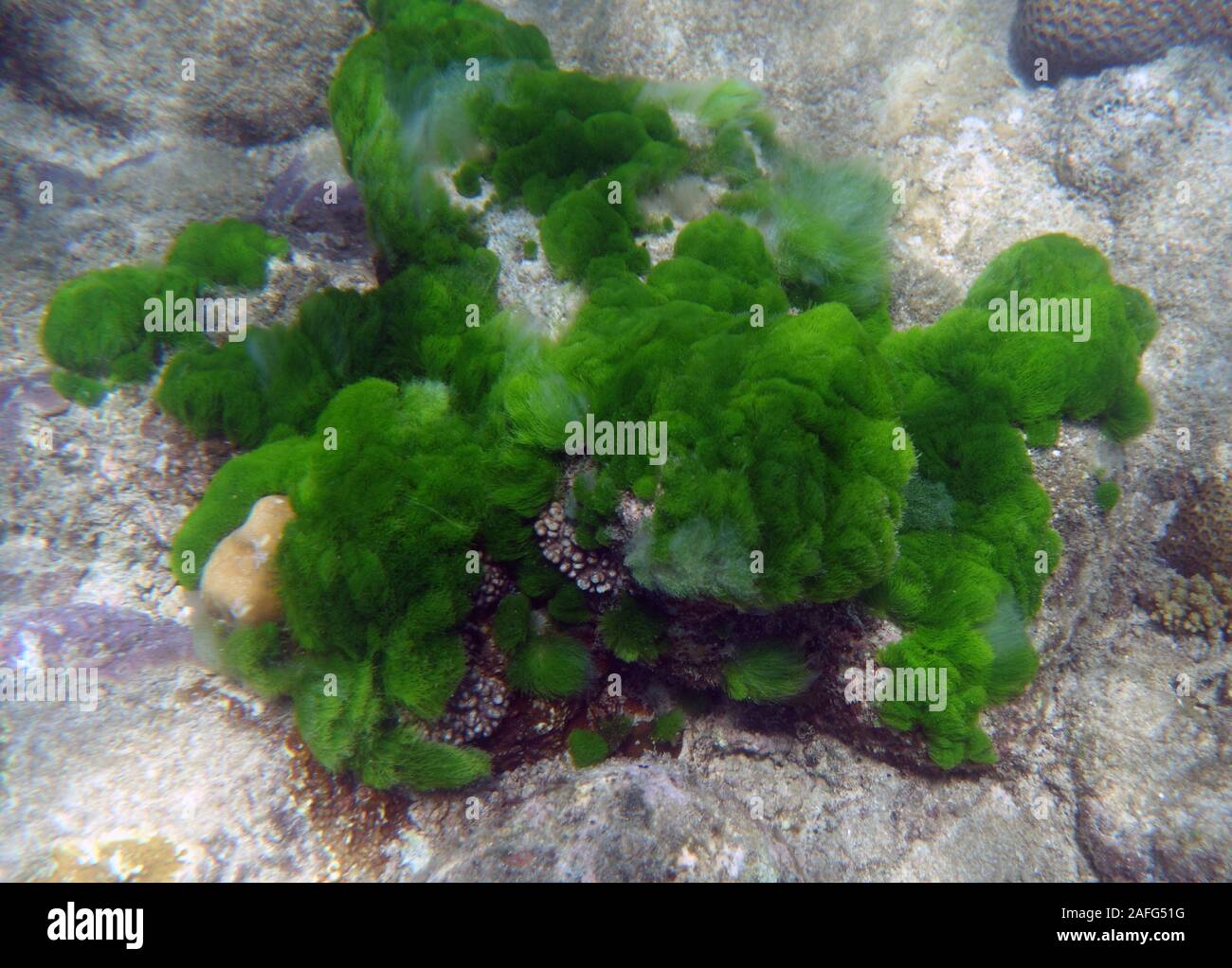 Grüne Schildkröte Unkraut (Chlorodesmis sp.) mit seinen allelochemical chlorodesmin zu Outcompete Pocillopora Coral (rosa), Great Barrier Reef Stockfoto