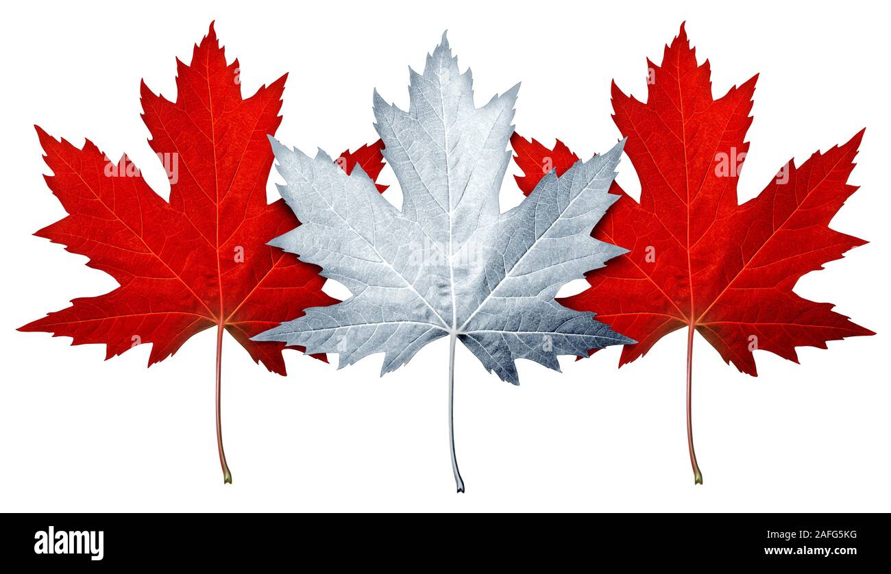 Kanada maple leaf als weiße und rote Blätter als die kanadische Kultur oder natürliche Symbol für Kanadier isoliert weißer Hintergrund als zusammengesetzte Bild. Stockfoto