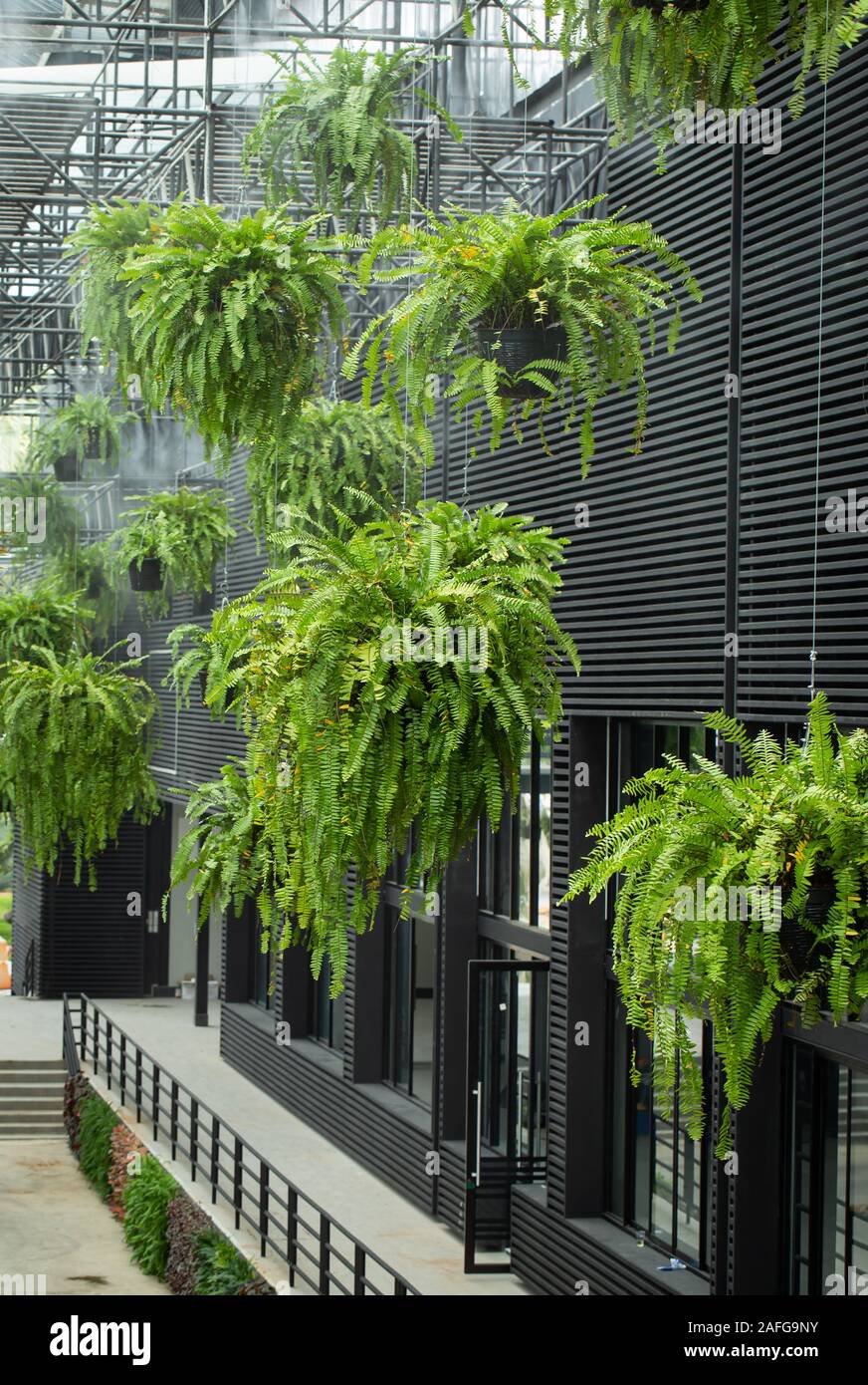 Eco Green freundlich gestaltetes Gebäude mit Töpfen farn Mobile hängenden in Gebäude Stockfoto
