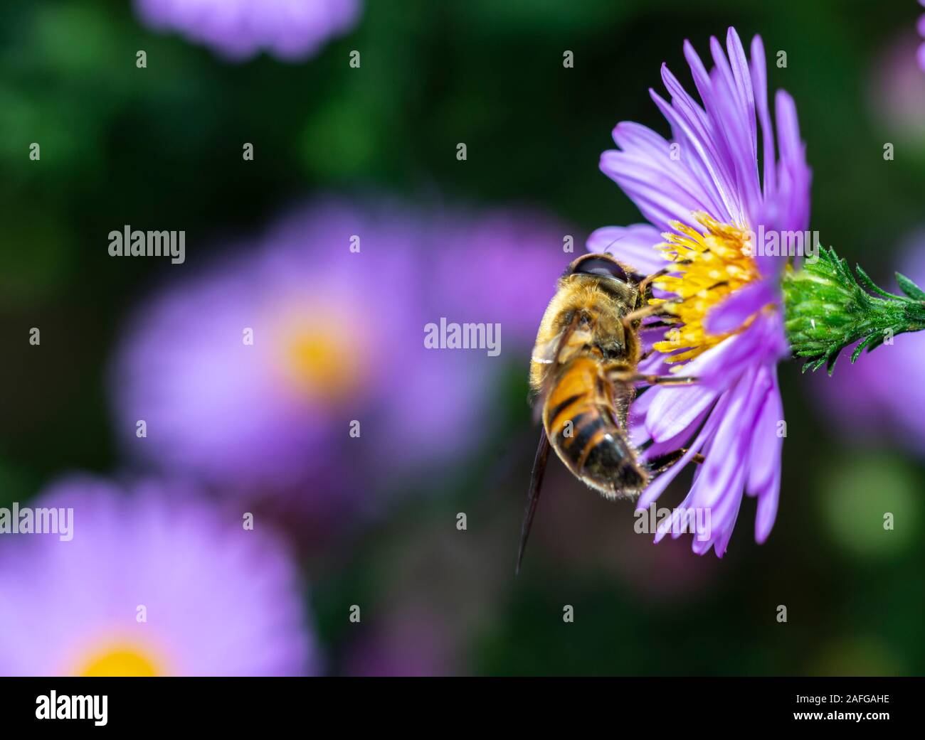 Essen Biene Blütenstaub von Blüte Frühling Blume und Biene bestäubt, violett blühende Blume Stockfoto