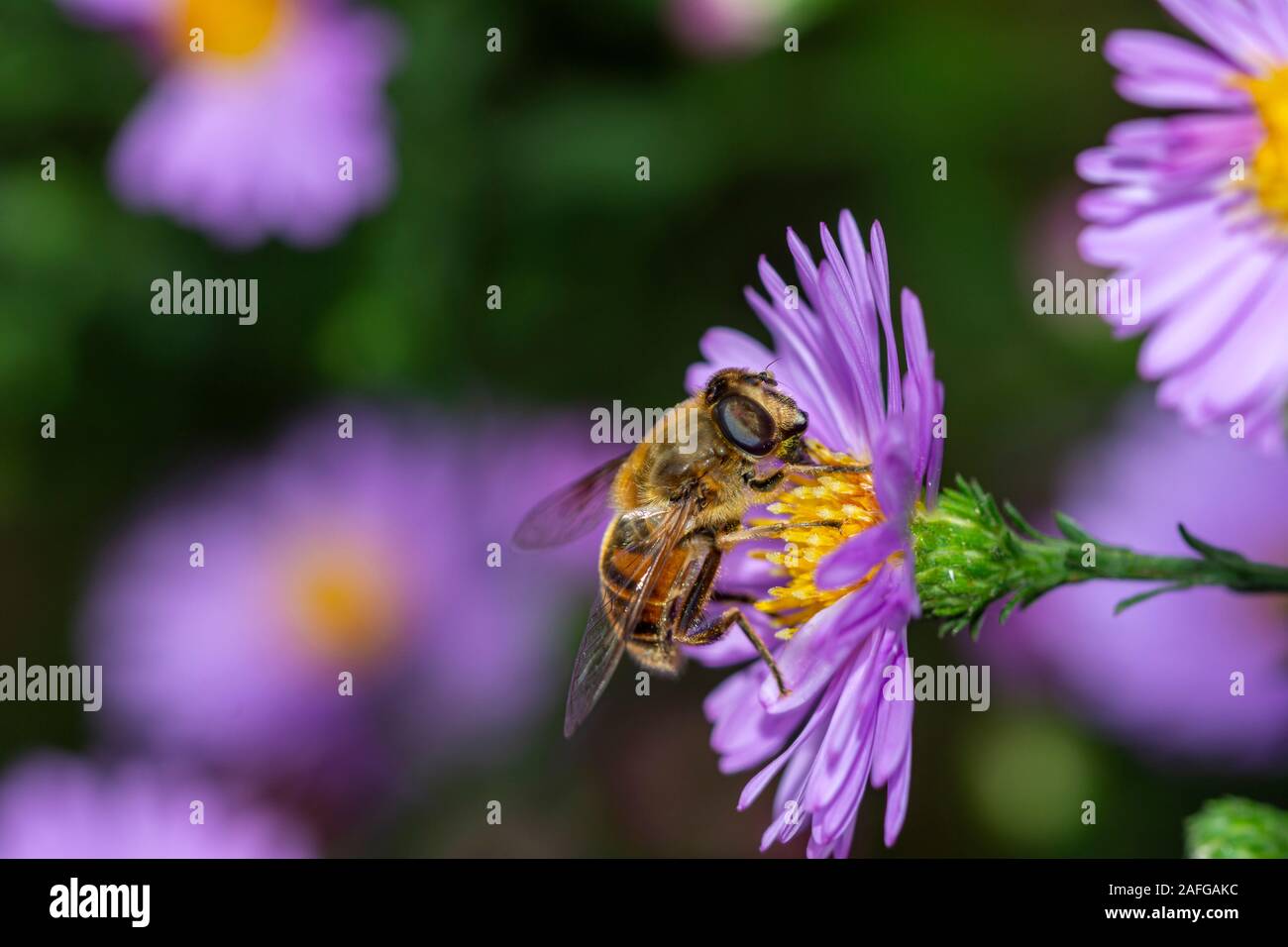 Essen Biene Blütenstaub von Blüte Frühling Blume und Biene bestäubt, violett blühende Blume Stockfoto