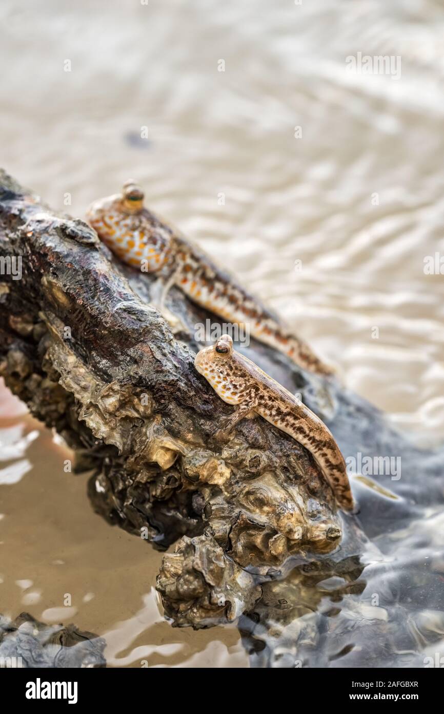 Schlammspringer oder amphibische Fische in den Mangrovenwald. Stockfoto