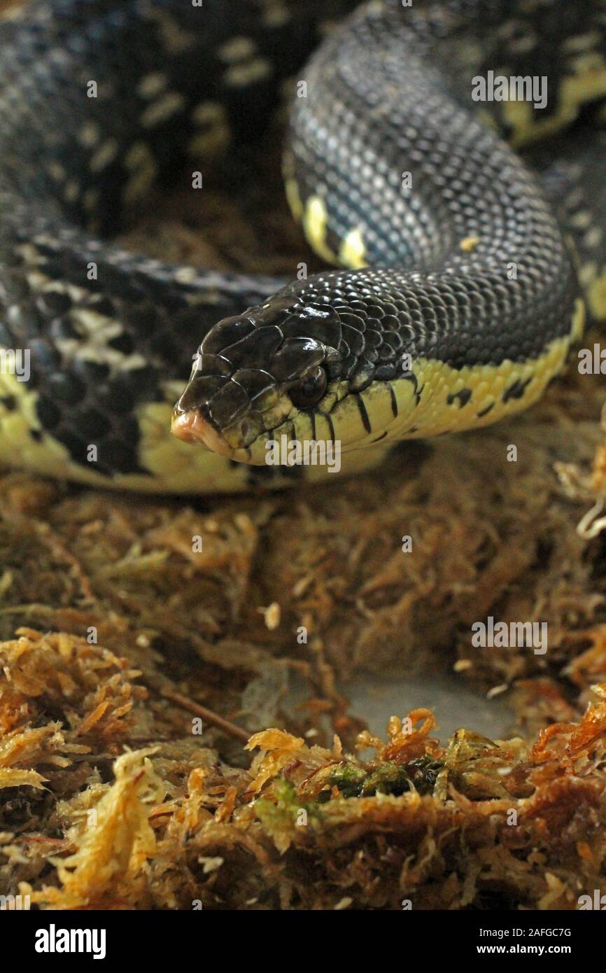 Xenopeltis unicolor ist ein nicht-giftige Sunbeam Schlange Arten in Südostasien gefunden. Dies ist eine primitive Schlange ist schillernd. Stockfoto