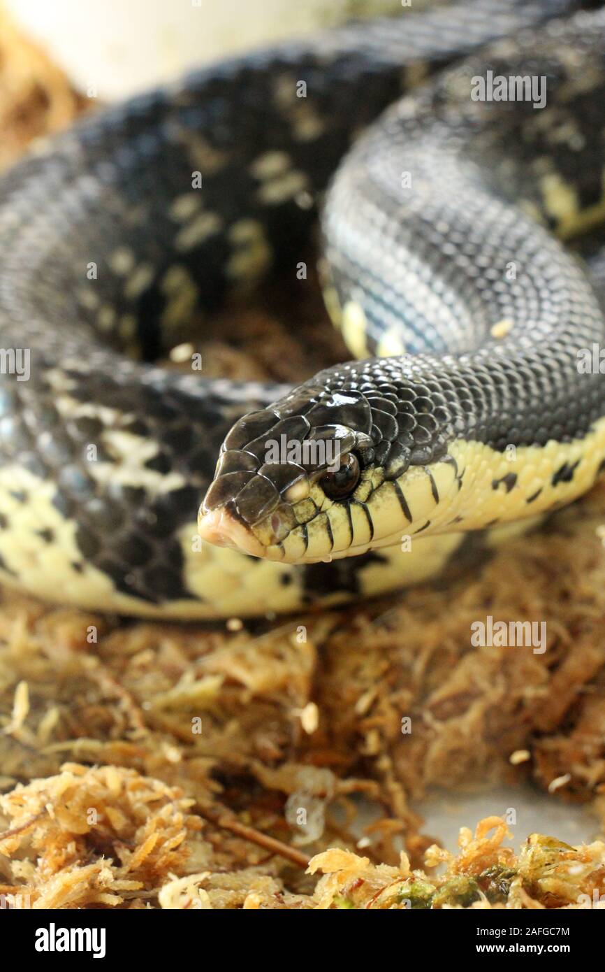 Xenopeltis unicolor ist ein nicht-giftige Sunbeam Schlange Arten in Südostasien gefunden. Dies ist eine primitive Schlange ist schillernd. Stockfoto