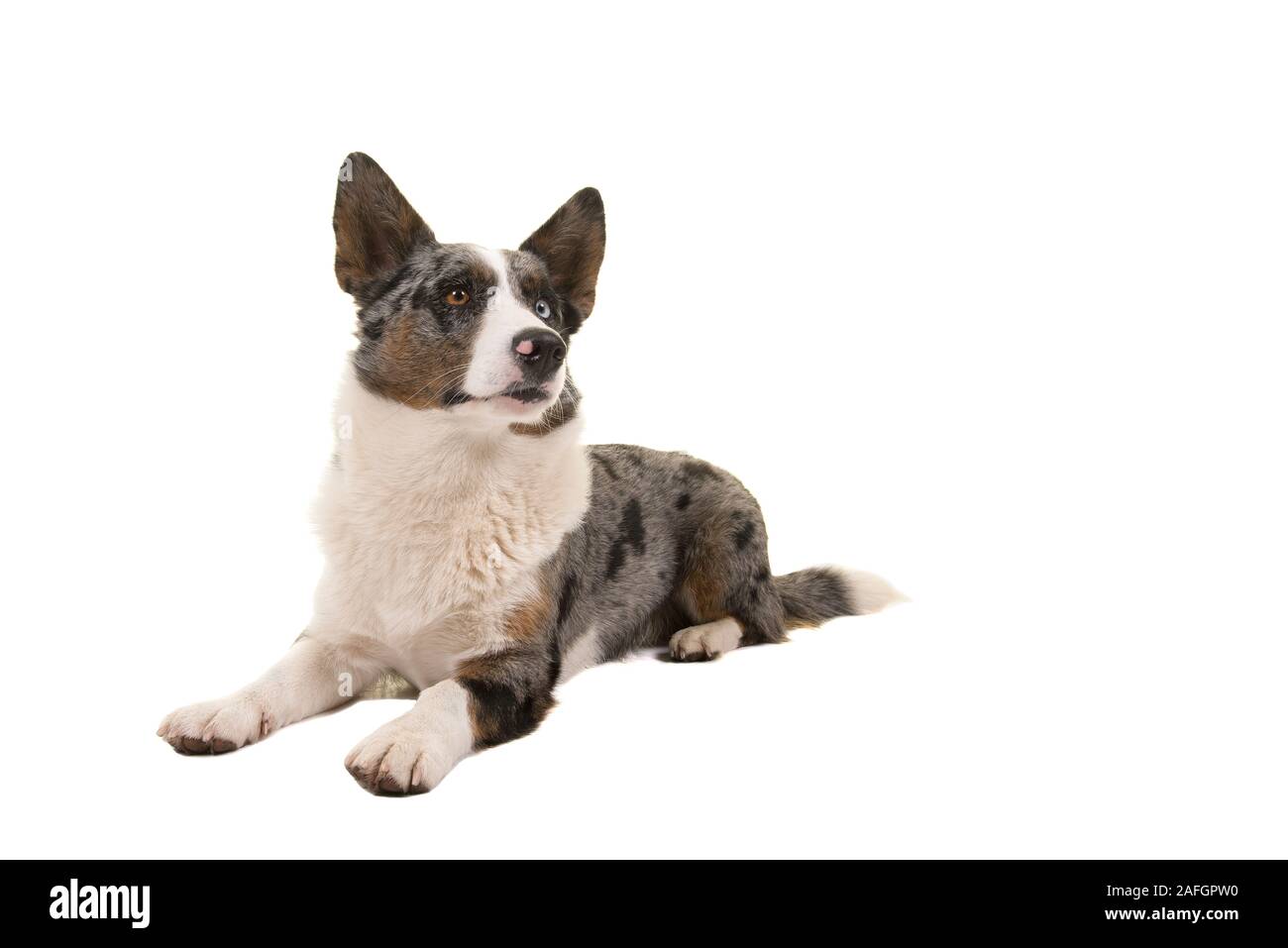 Welsh Corgi weg schauen liegend auf weißem Hintergrund Stockfoto