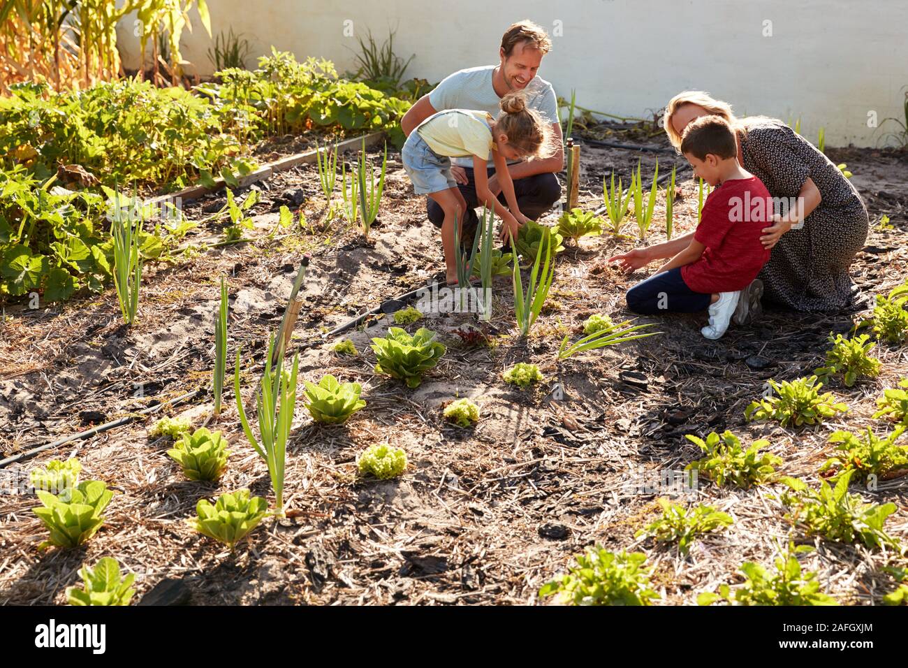 Kinder Eltern helfen zu schauen nach dem Gemüse auf Zuteilung Stockfoto