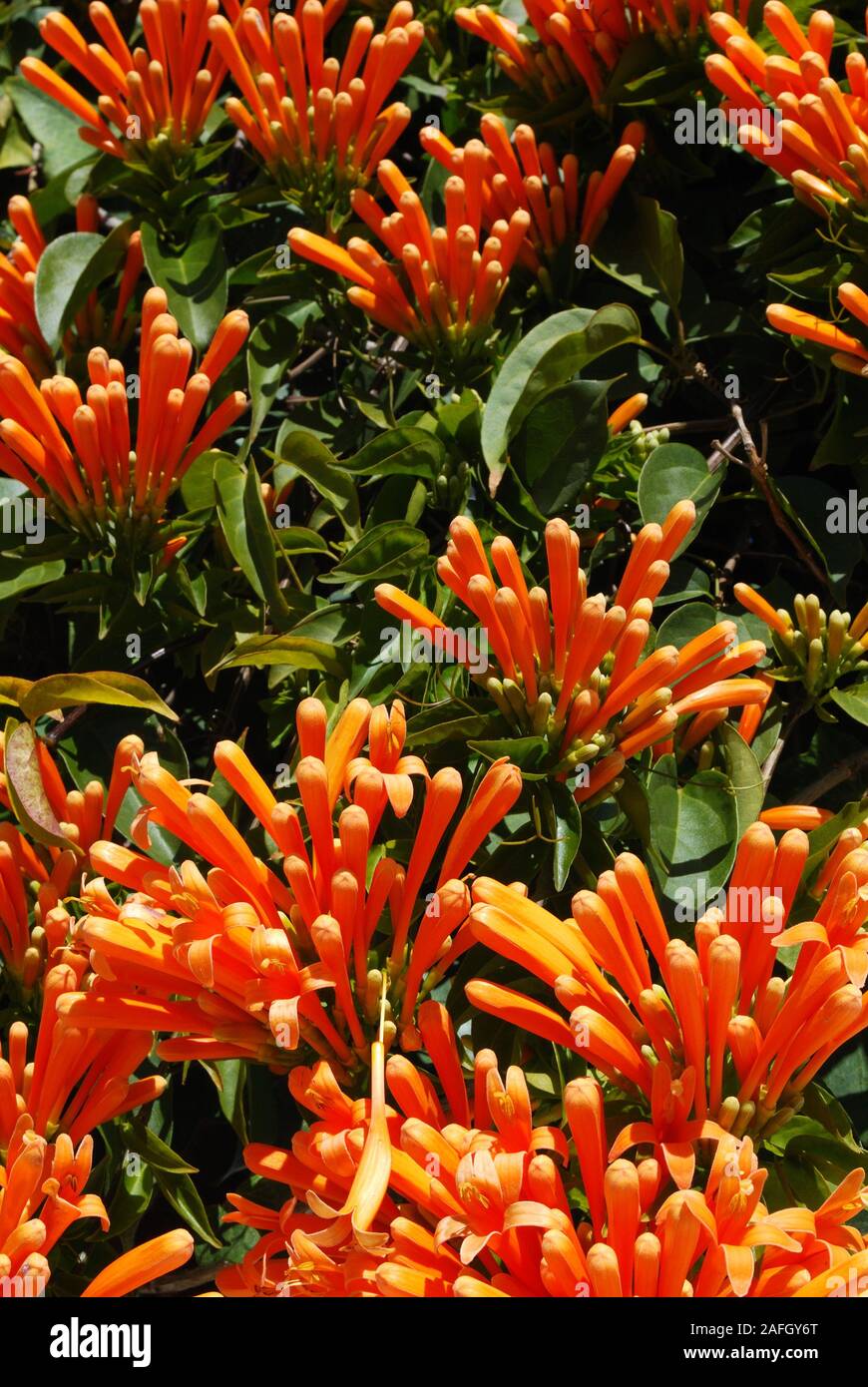 Pryostegia Venusta auch als Flamme Rebe in voller Blüte bekannt, Riviera del Sol, Costa del Sol, Provinz Malaga, Andalusien, Spanien, Europa, Stockfoto
