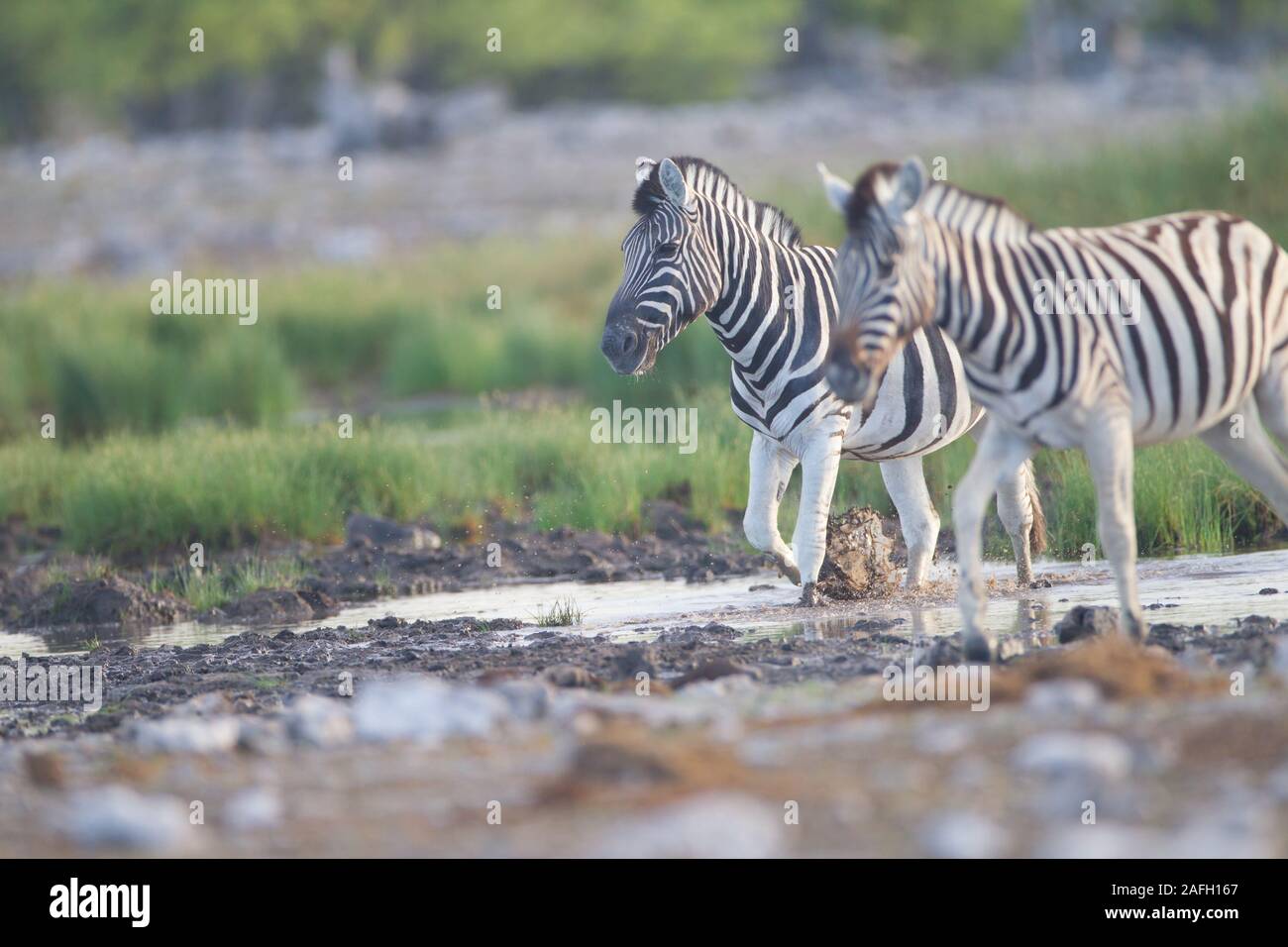 Gruppe von Zebras zu Fuß auf dem schlammigen Boden in der Nähe der Grasbedecktes Feld Stockfoto