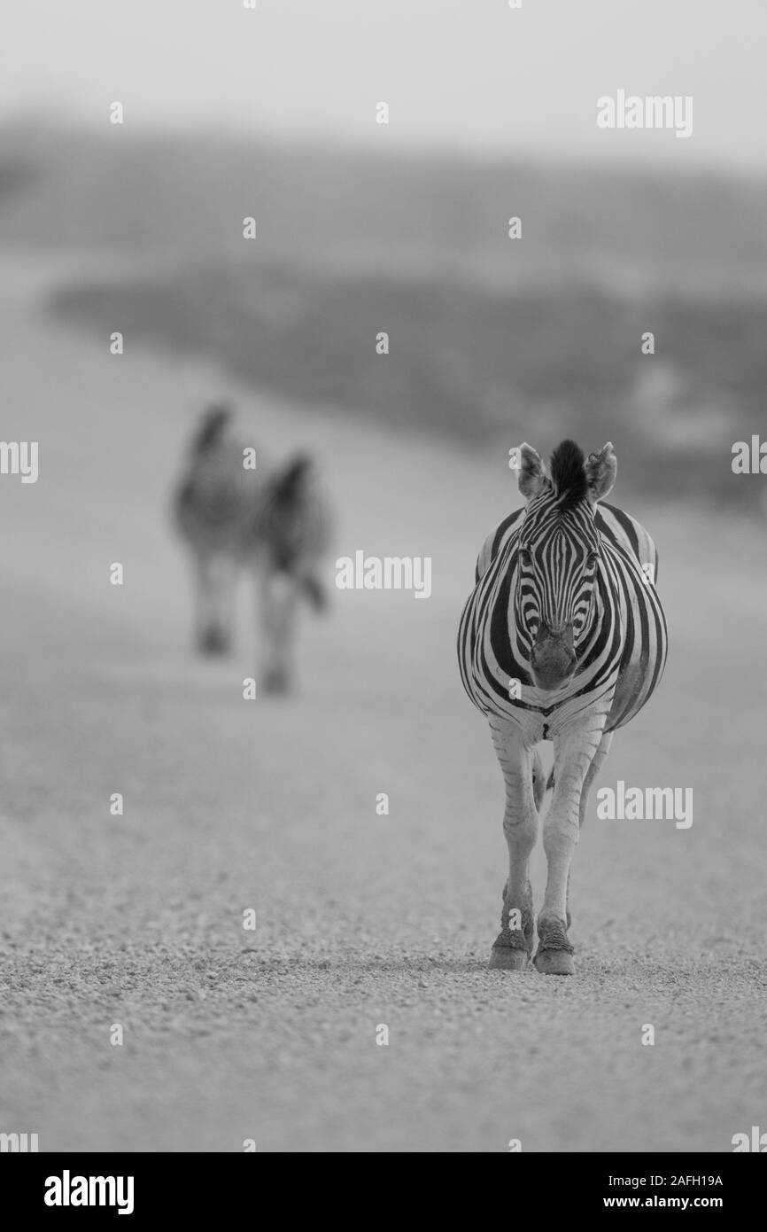 Vertikale selektive Fokusaufnahme eines Zebras, das auf einem geht Schotterstraße mitten in der Wüste Stockfoto