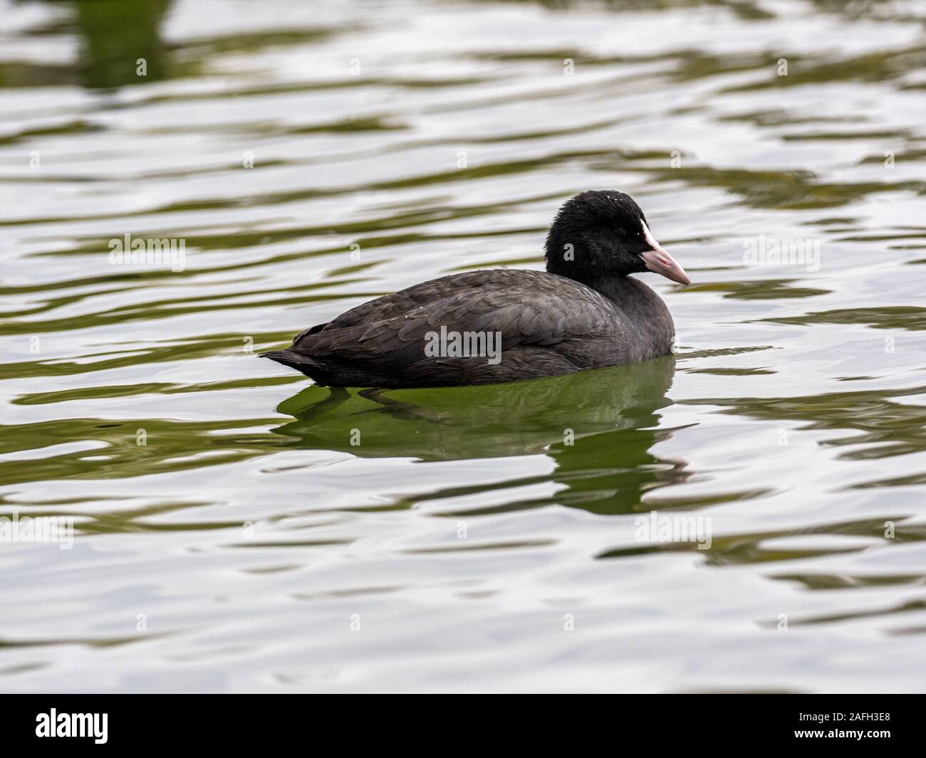 Cute schwarzen amerikanischen Ruß hängen in der Mitte der Der See Stockfoto