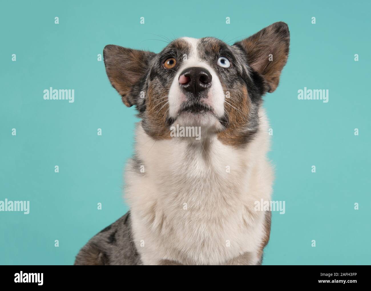 Porträt eines Odd eyed Welsh Corgi bis auf einem blauen Hintergrund in ein horizontales Bild Stockfoto