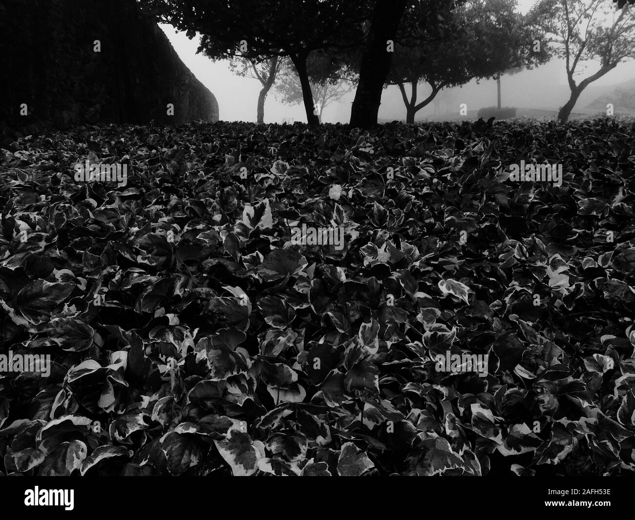Graustufen Aufnahme von Pflanzen mit großen Blättern, die in a wachsen Tal Stockfoto