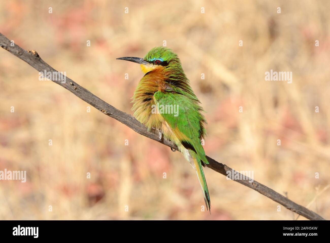 Kleine Biene Esser Merops pusillus Sitzen auf einem Ast ruffling seine Federn Chobe Nationalpark Botswana Afrika gehockt Stockfoto