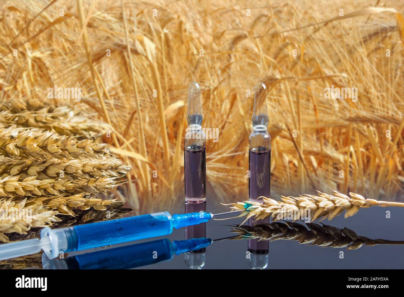 Eine Spritze mit einer chemischen Substanz und Ampullen liegen auf einem Tisch mit Ohren von Weizen. Weizen und Korn Tests für GVO. Genetisch Produkt modifiziert. Die h Stockfoto