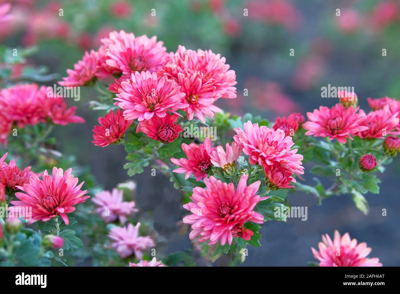 Chrysantheme (Hardy Mamas) Blumen im Botanischen Garten. Malerische flower spray Chrysantheme. Stockfoto